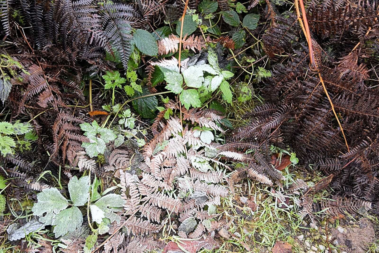 Frost on leaves and soil on a forest floor